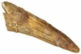 Juvenile Fossil Spinosaurus Tooth - Real Dinosaur Tooth #298378-1